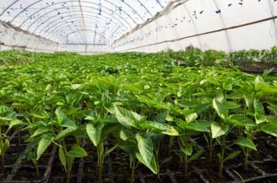 Greenhouse Installation Services Overview
