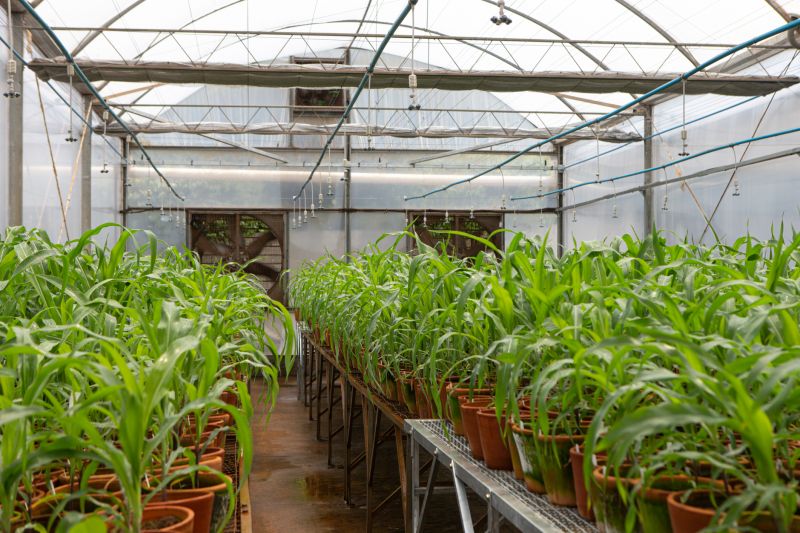Greenhouse Setup in Progress