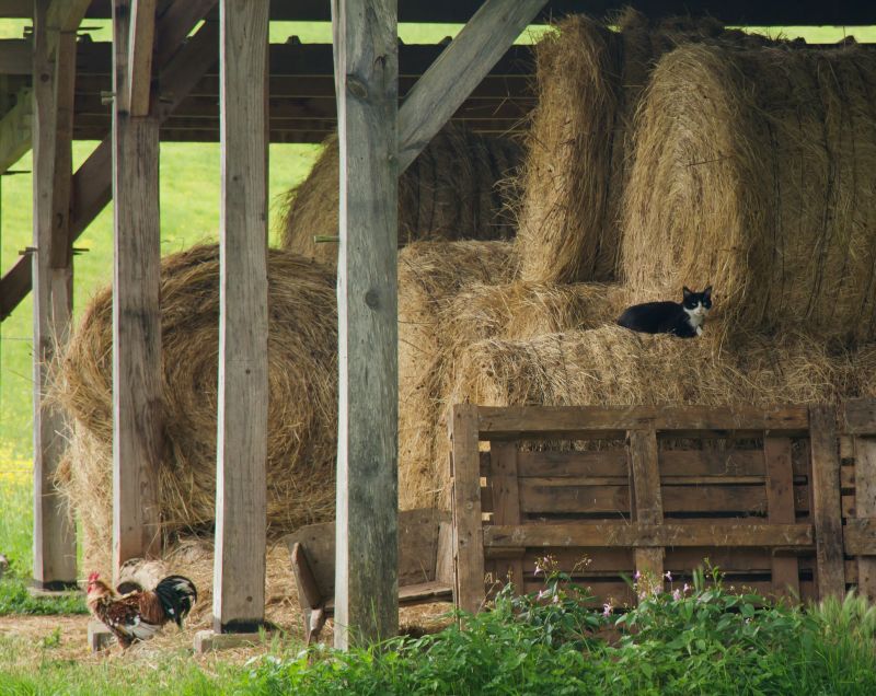 Horse Barn Construction in Kansas City, KS